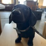 Stanley ‘Cummings’ McMinshall - @stanthesausagedawg - Instagram