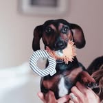 Stanley the Dachshund - @stanley.dash - Instagram