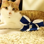 Stanley Decker - @stan_and_oliver_decker - Instagram