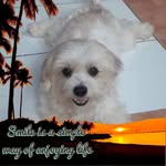 Stanley Dominguez - @stanleydominguez - Instagram