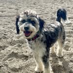 Stanley 🐾 - @stanleydooleydoodle - Instagram