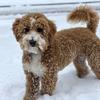 Stanley the Bernedoodle - @stanleydoodle2 - TikTok