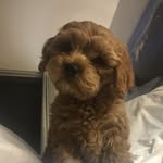 Stanley Edelman - @lordstanleypupp - Instagram