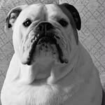 Stanley Bulldog - @stanley.fitzpatrick1 - Instagram