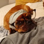 Stanley Fitzpatrick - @stanley_and_his_pawfect_father - Instagram