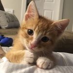 Stanley Flowers - @life.with.stanley - Instagram