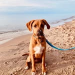 Stanley 🐾 - @stanleyforestelliott - Instagram