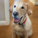 Stanley Fox 🦊🐾🍂 - @stanleythe_lab - Instagram