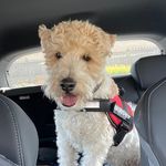 @stanley_fox_terrier - Instagram