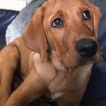Stanley, The Fox Red Labrador - @prince_stanley__ - Instagram
