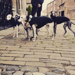 Stanley & Frank    🌈Poppy & Alfie🌈 - @2whippets_a_whiggy_and_an_iggy - Instagram