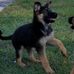 Lake Stanley German Shepherds - Facebook