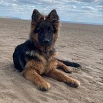 ❤️Stanley❤️ - @stanleythegermanshepherd - Instagram
