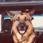 Stanley - @stanley_the_german_shepherd - Instagram