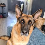 Stanley german shepherd - @stanley_gsd - Instagram