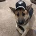 Stanley the German Shusky - Facebook