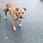 Stanley Gibbs - @pug_destroyer11 - Instagram