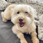 Stanley Gibbs Nguyen-Shivers - @stanley_schnoodle - Instagram