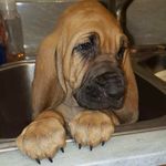 Stanley - @stanleyblakegoodwin - Instagram
