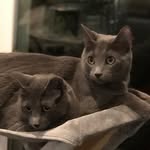 Gus + Stanley Grey kitties - @gusandstanleykitties - Instagram