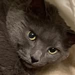 Stanley - @stanley_the_thicc_grey_cat - Instagram