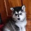stanley_Grey - @stanley_grey - TikTok