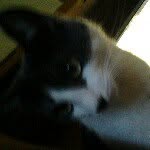 Stanley grey - @stanley_the_cat_cute - Instagram