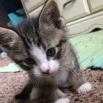 Stanley Grey - @little_man_stan_ - Instagram