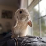 Stanley Grey Bousquet - @mr.stan_thebun_man - Instagram