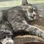 Stanley Grey Tabby - @stanleygreytabby - Instagram
