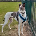Stanley The Grey - @stanley_thegreyhound - Instagram