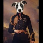 Stanley the greyhound mix - @stanley_greyhoundmix - Instagram