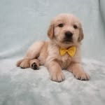 Stanley Royland Gunter - @goldenpupstanley - Instagram