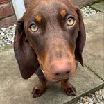 Stanley Hardy - @knobdogstan - Instagram