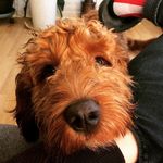 Stanley Hardy - @stanleypoohardy - Instagram