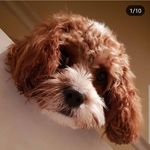Stanley Hardy - @stan_the_cavapoo - Instagram