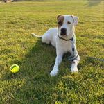 Hatch and Stanley - @hatch_and_stanley_adventures - Instagram