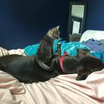 @stanleyandhatch - Instagram