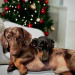 Stanley & Henry ♡ - @stanleysausage_henryhotdog - Instagram