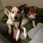 Stanley🐶 & Henry🐶 & Mazzy Star🐱 & PJ Harvey🐱 - @williamsburgzoo - Instagram