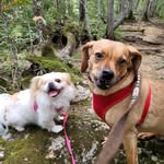 Stanley, Henry and our various foster friends - @stanleyandhenry - Instagram