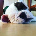 Sir Stanley Herbert - @sirstanleyherbert - Instagram