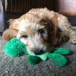 Stanley Herbert - @stanleyherbert_doodleboy - Instagram