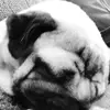 Stanley Hook 7826 - @stanley.hook.7826 - TikTok