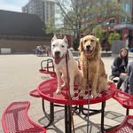 Stanley Cup Kelly - @stanleythe.goldenboy - Instagram