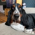 Stanley Kelly - @stanley_thebasshole - Instagram