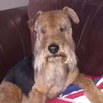 Stanley Kelly - @stanley_lakeland_terrier - Instagram