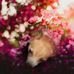 Stan Tonya Longworth - Facebook