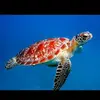 tortoiseking - @stanleylow8 - TikTok