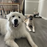 Stanley and Lupa - @stanleyandlupa - Instagram